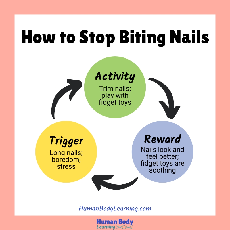 How to Stop Biting Nails Habit Loop