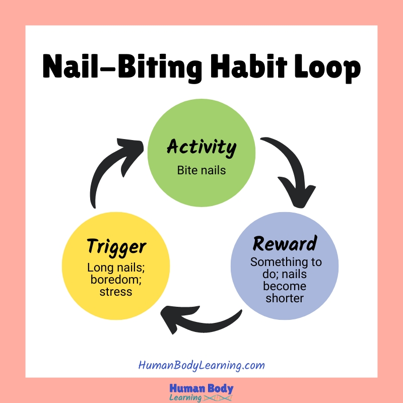 Nail Biting Habit Loop