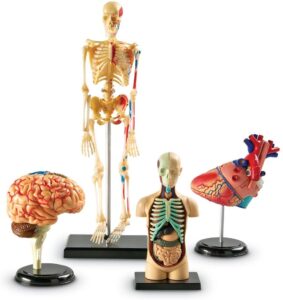 human body anatomy science models for kids