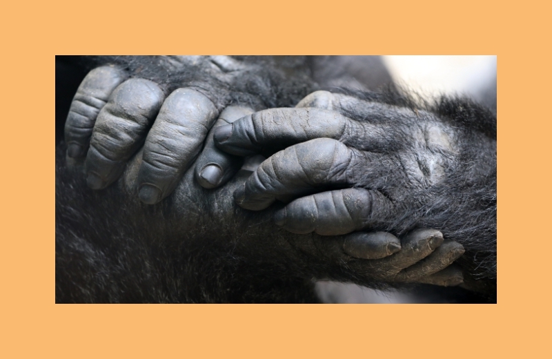 primates like gorillas and humans have fingernails and toenails