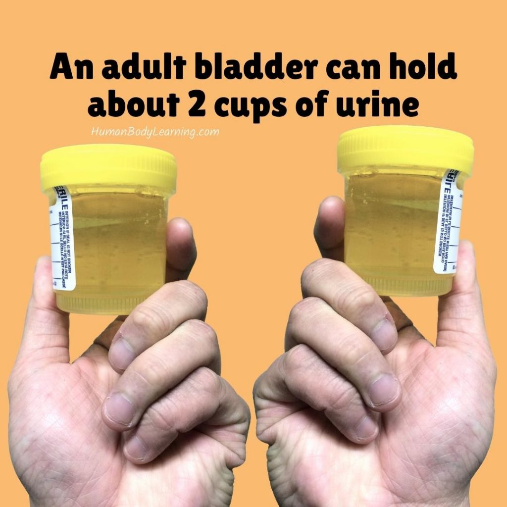 An adult bladder can hold about 2 cups of urine. Don't ignore the urge to pee.