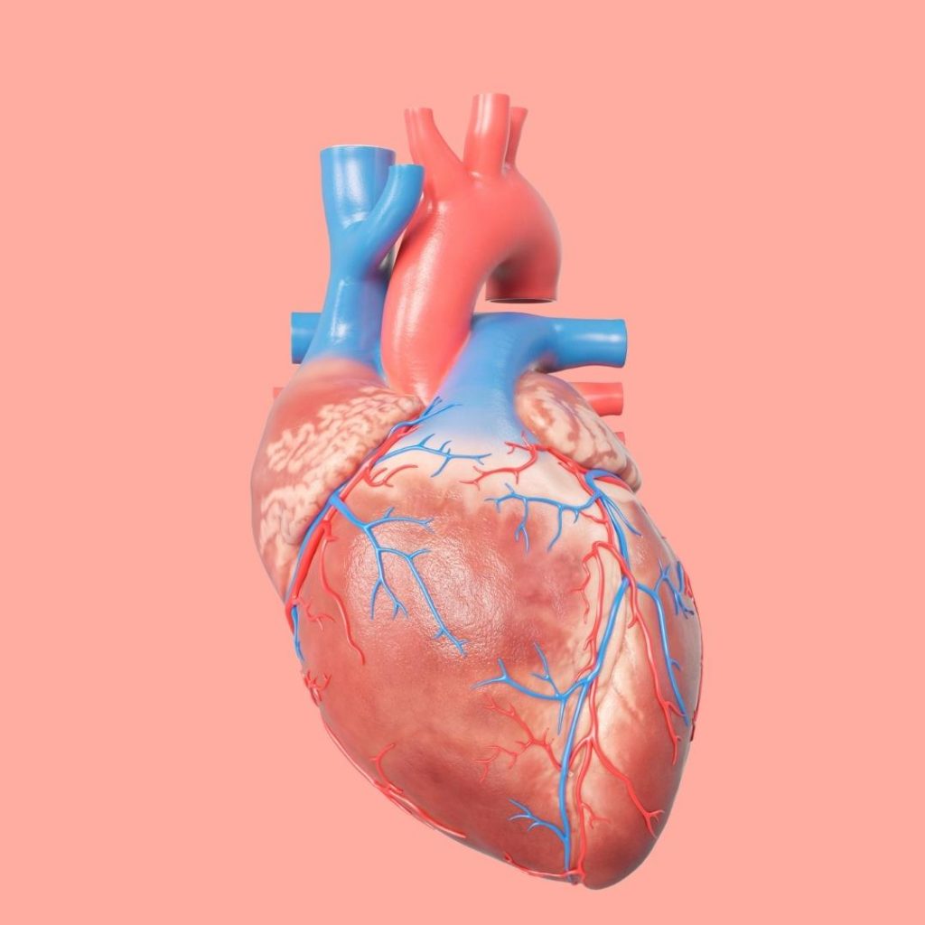 Cardiac Muscle Anatomy