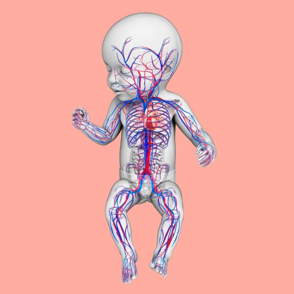 Cardiovascular System in a Baby - Anatomy for Kids