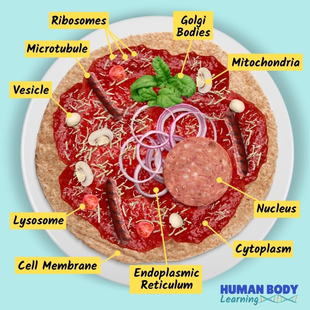 Cell Anatomy Pizza Parts of a cell pizza activity - labeled diagram
