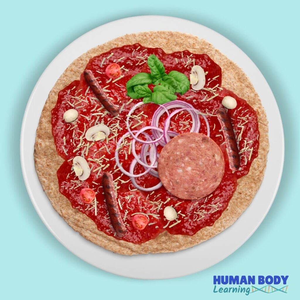 Cell Anatomy Pizza Step 10_ Add the mitochondria