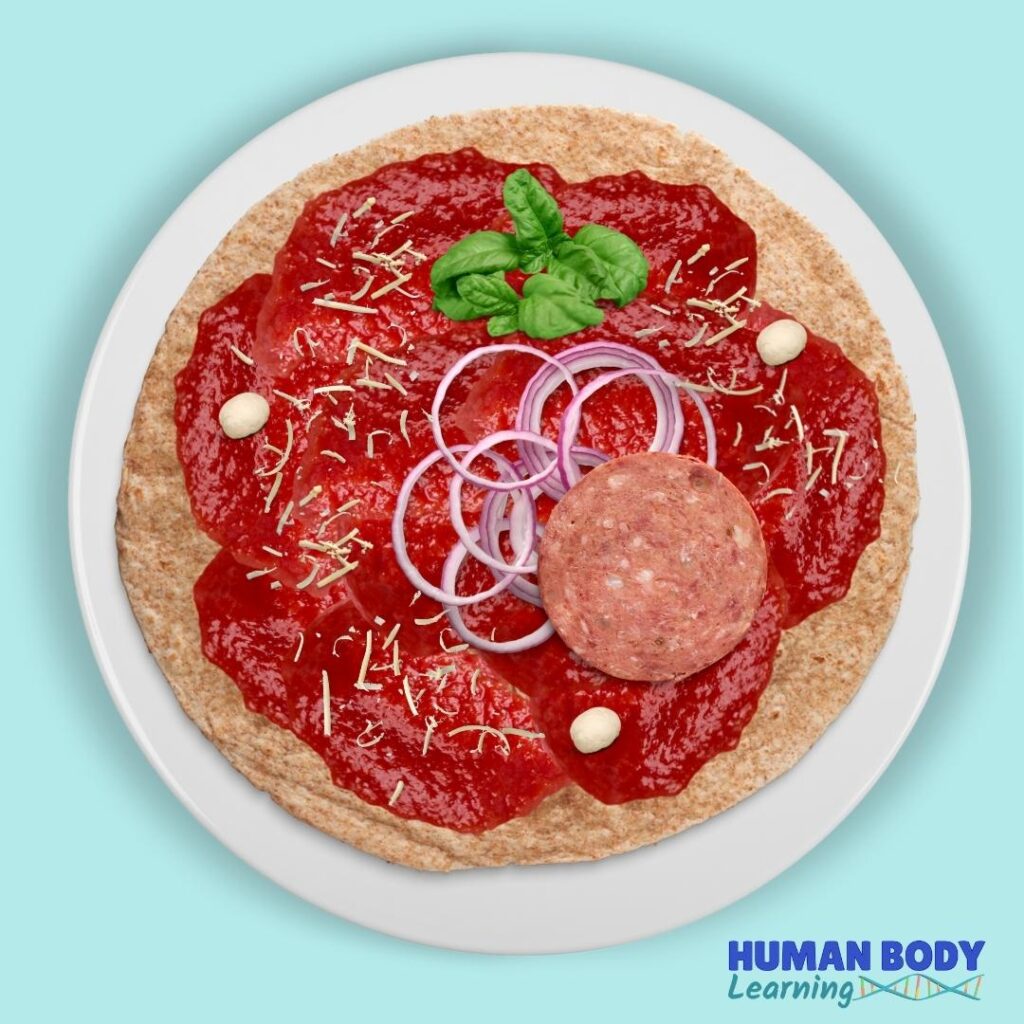 Cell Anatomy Pizza Step 7_ Add some vesicles