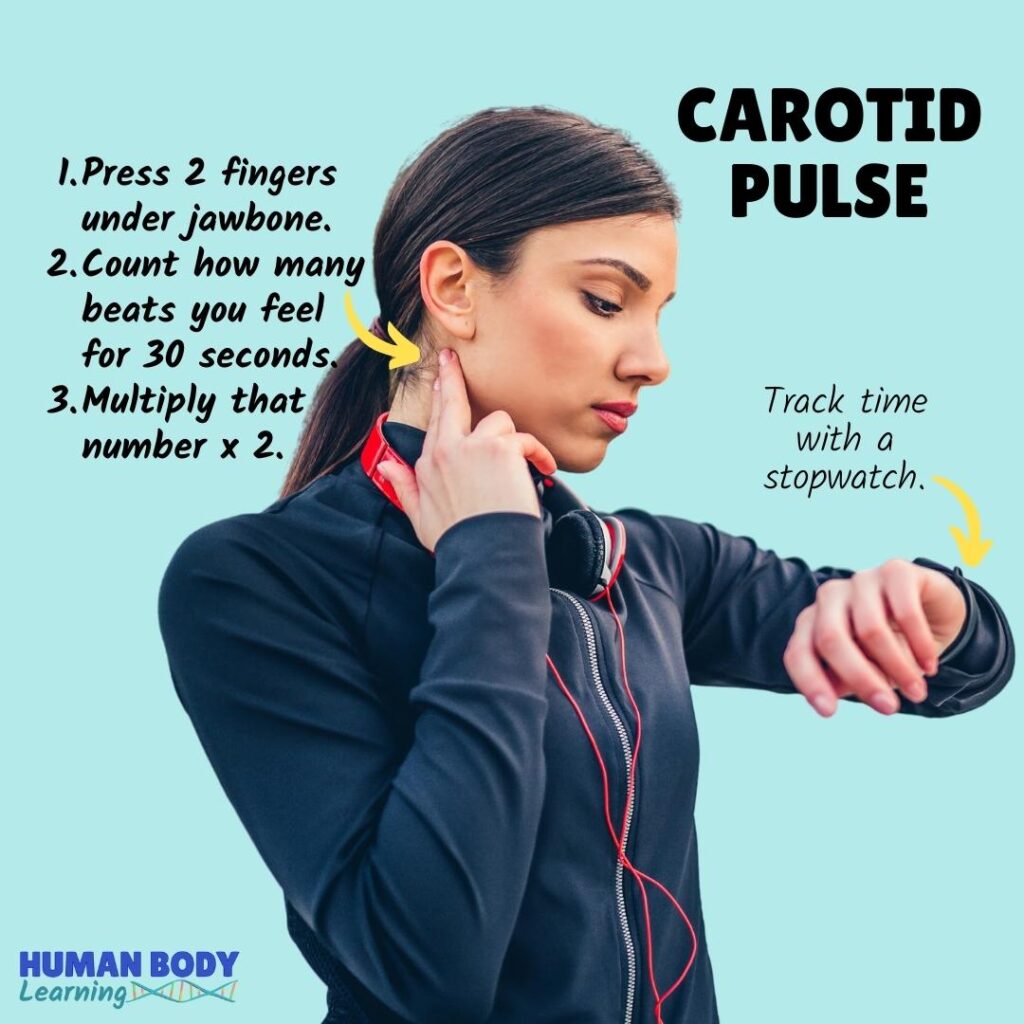 How to teach kids to check the carotid pulse on the side of the neck