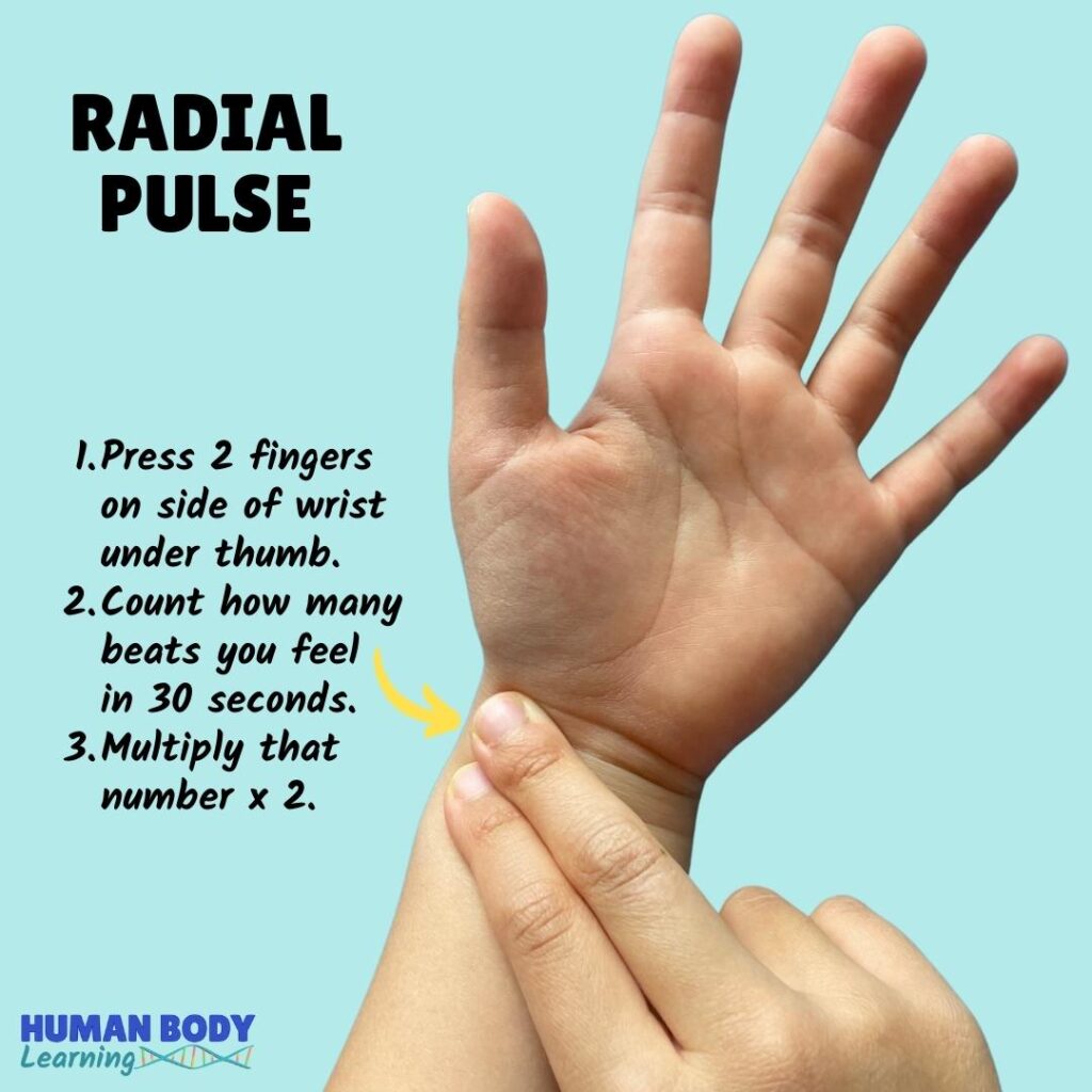 Check radial pulse on side of wrist