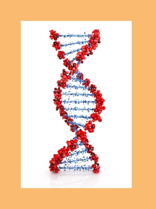 DNA double helix structure