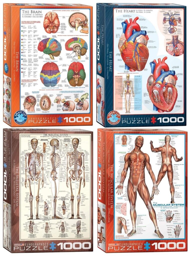 EuroGraphics 1000-piece human body puzzles