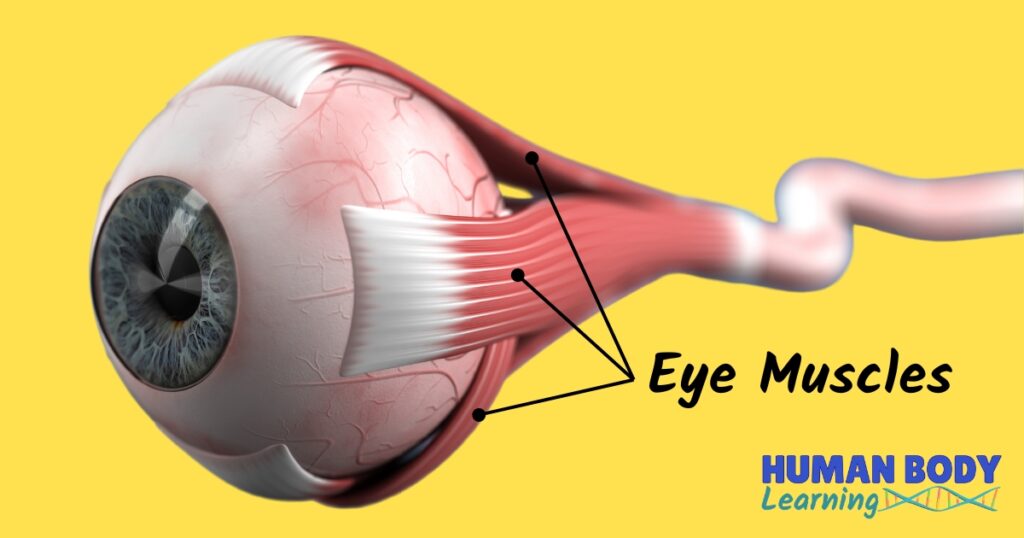Eye muscles anatomy diagram