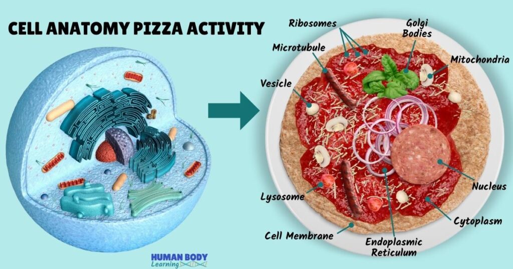 Fun cell anatomy pizza activity for kids