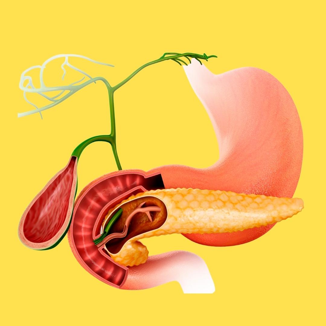 Gastrointestinal System - stomach, gall bladder, pancreas
