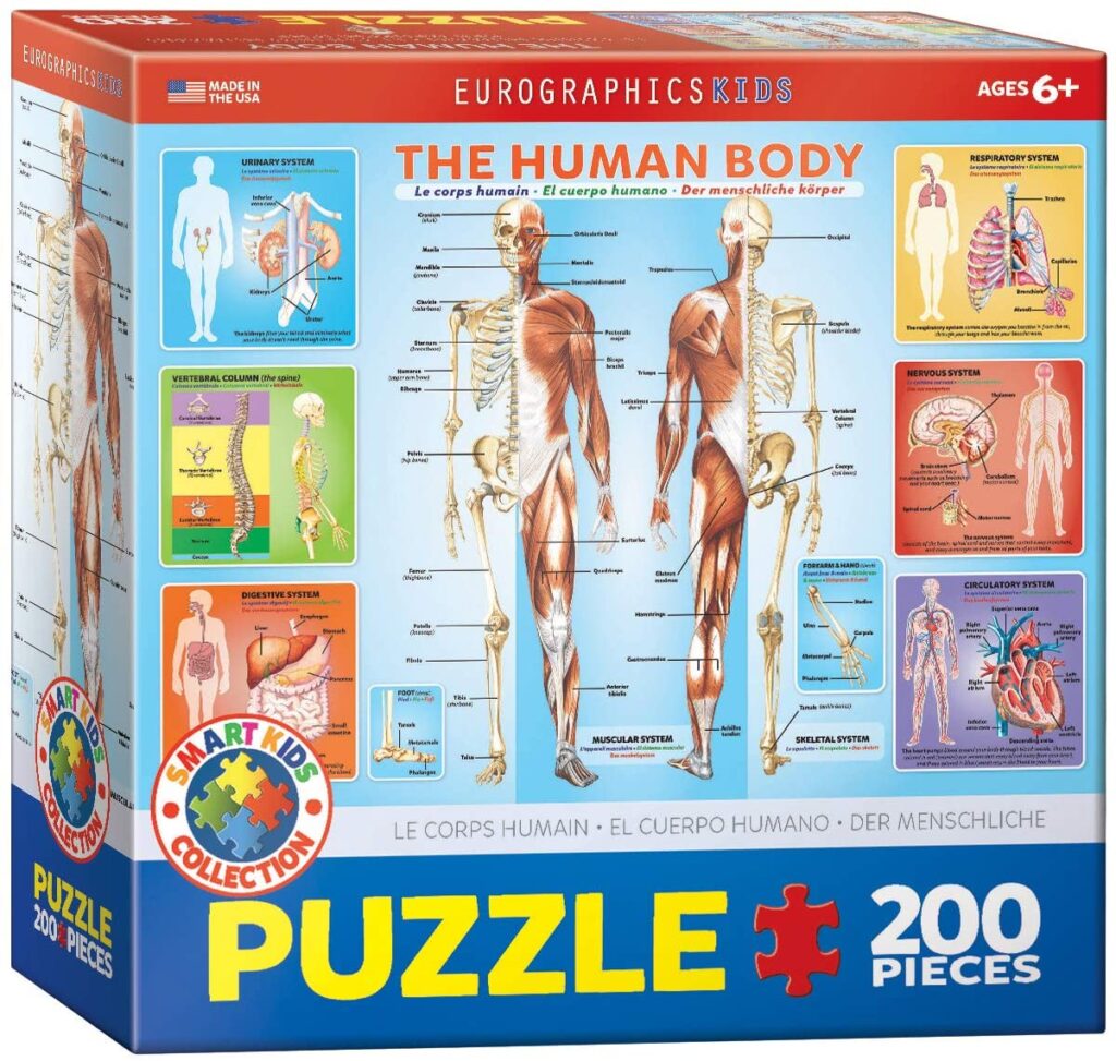 Human body jigsaw puzzle 200 pieces