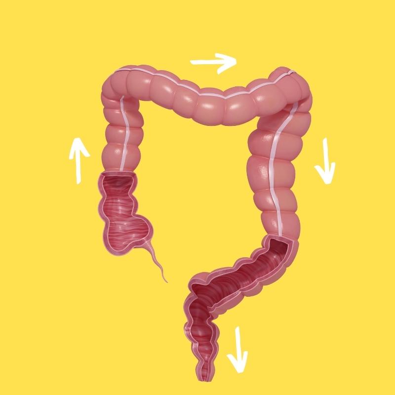 Human gastrointestinal tract - large intestines anatomy - the last place food goes after you eat