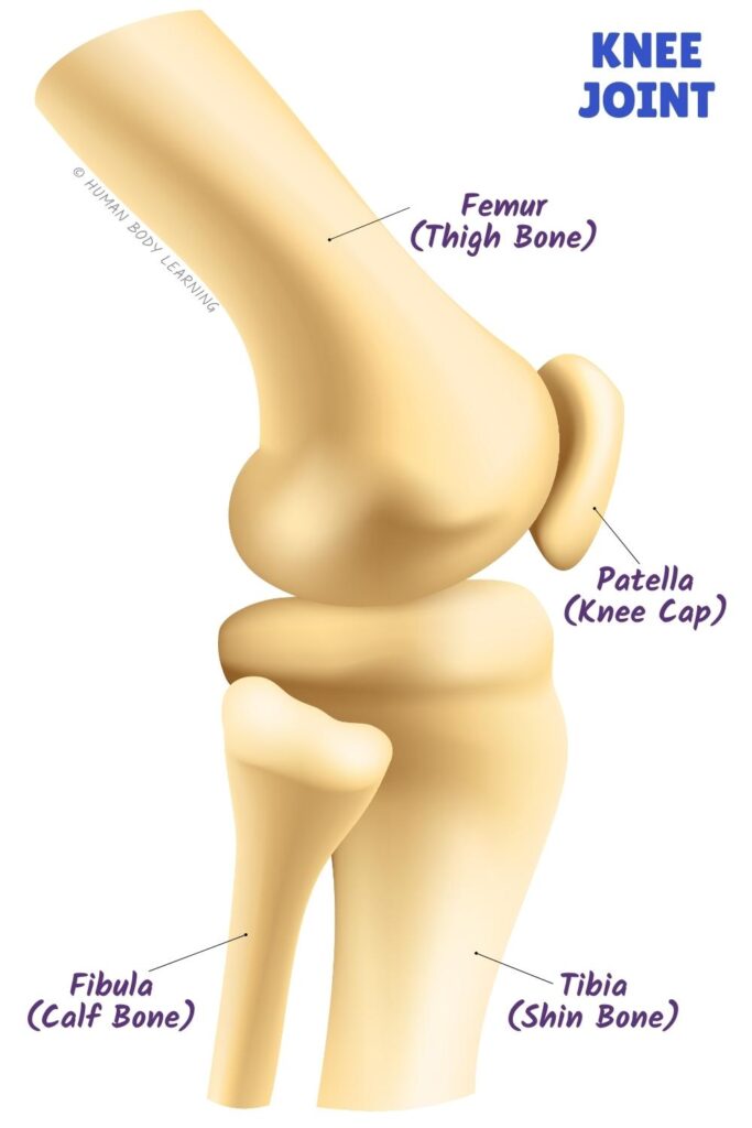 Knee joint anatomy - labeled bone diagram