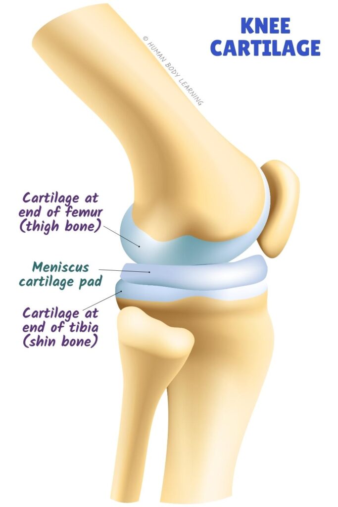 Knee joint with cartilage - meniscus