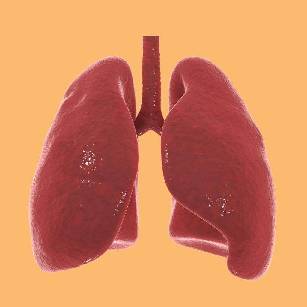 Respiratory System - Lung Anatomy for Kids