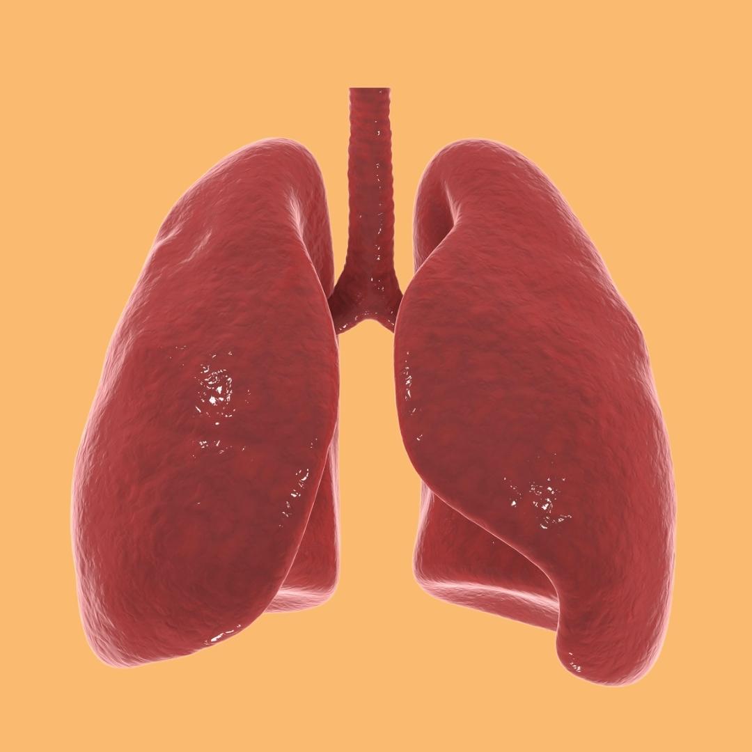 Respiratory System - Lung Anatomy for Kids