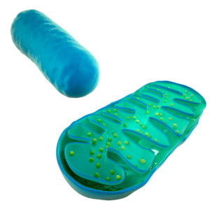 close up view of the mitochondria in a human cell