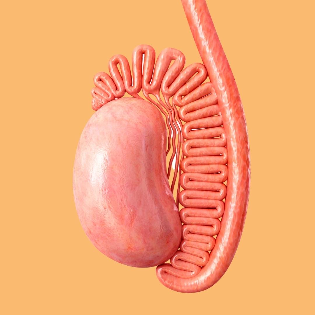 Male Reproductive System - Testis
