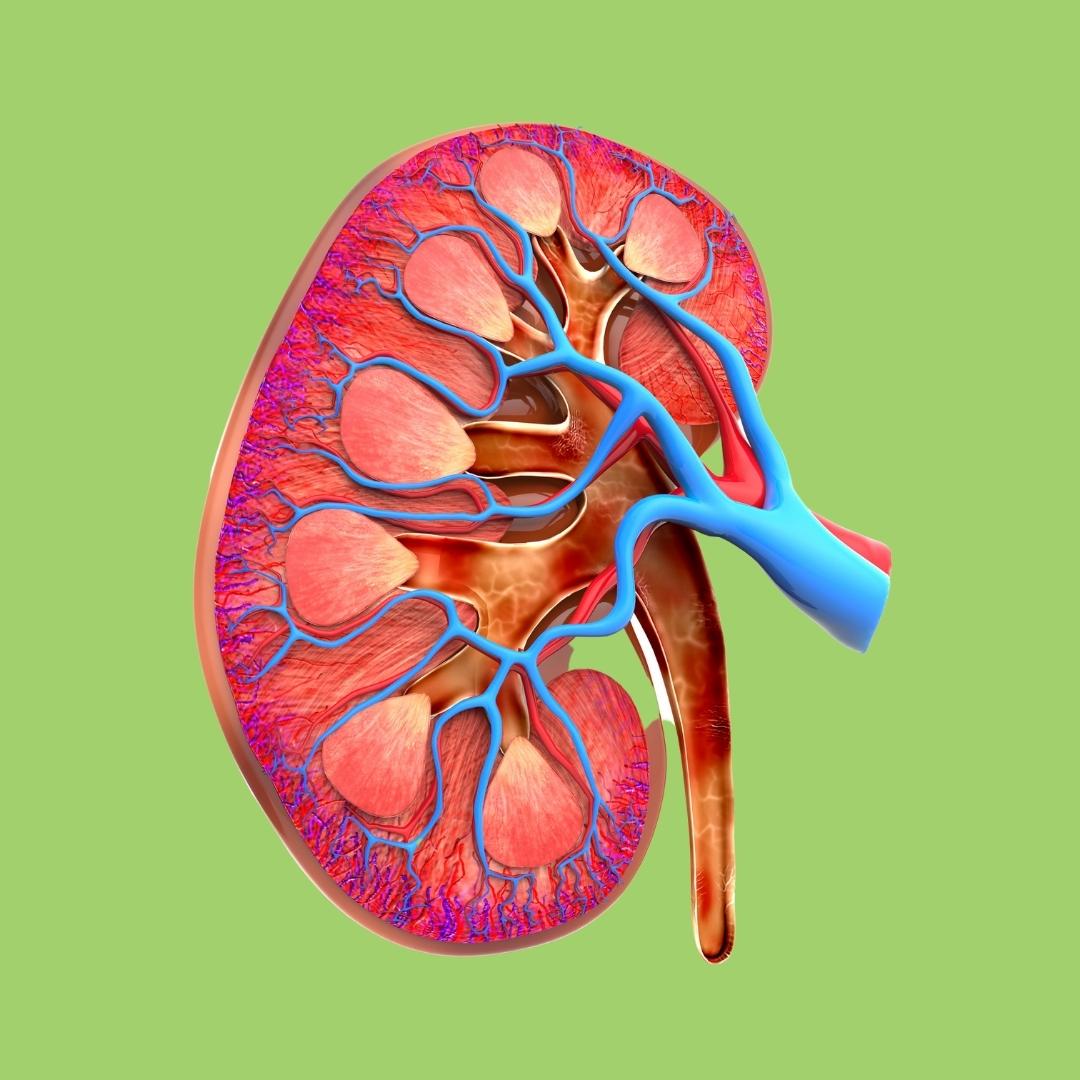 Renal Urinary System Anatomy for Kids
