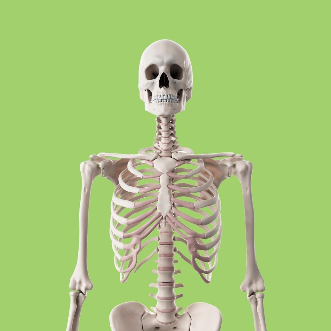 Skeletal System Anatomy for Kids