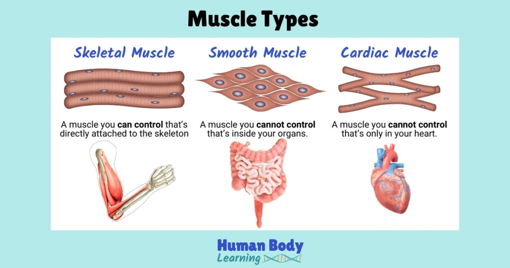 Comparison Chart: Three Types of Human Muscle Tissue Cells: Skeletal, Smooth, and Cardiac