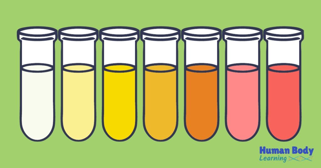 What Does the Color of Your Pee Mean - Human Body Learning