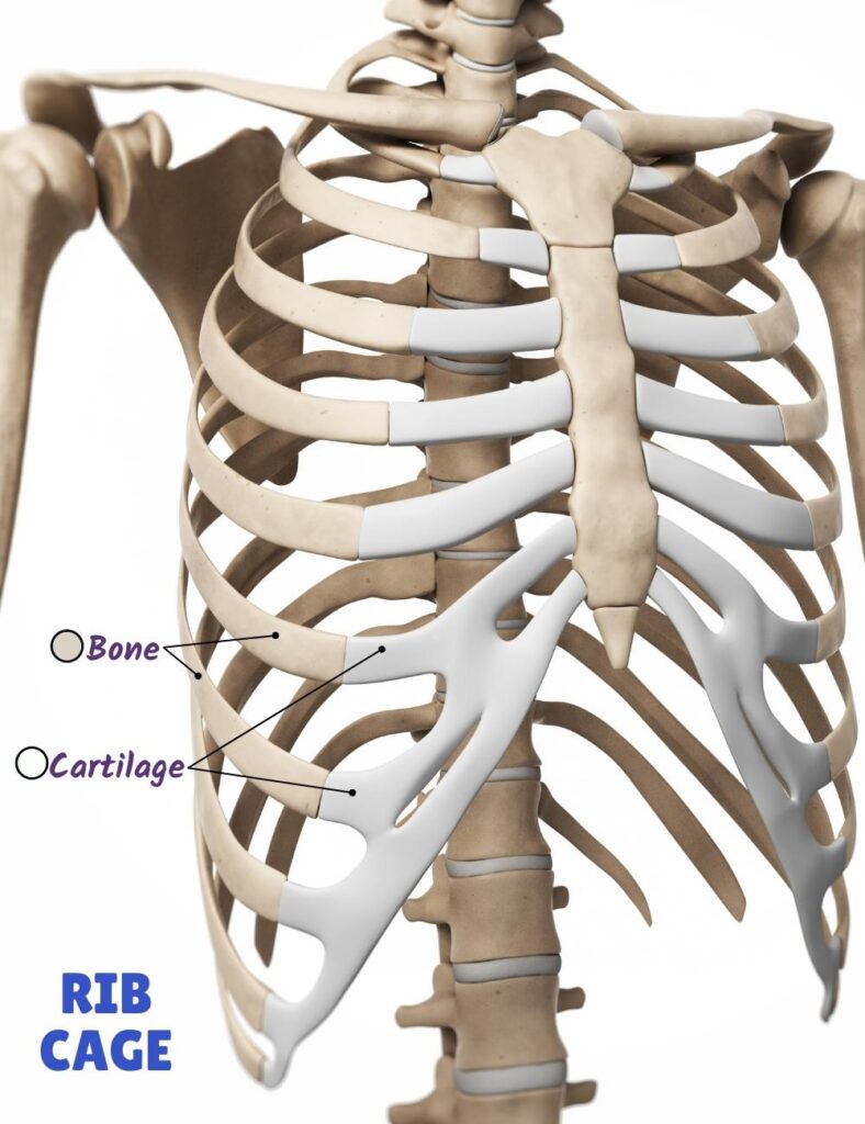 Differences between bone versus cartilage - color and texture
