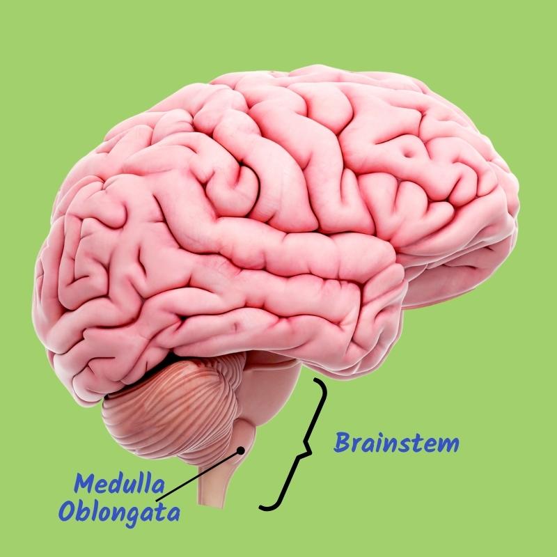 brainstem medulla oblongata labeled anatomy diagram