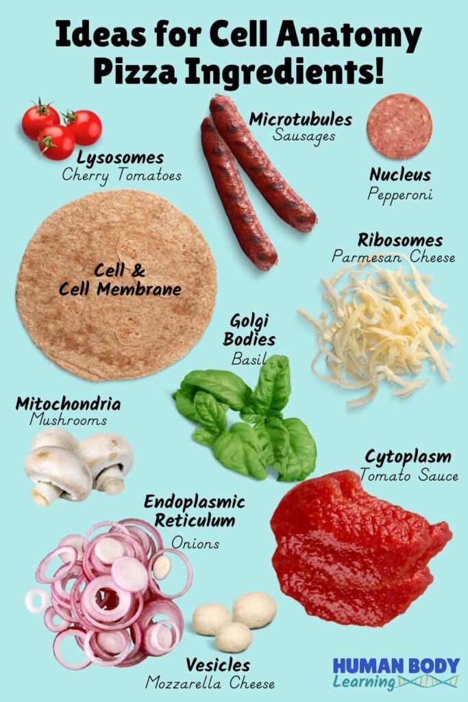 edible human cell project ideas