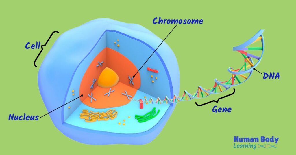 cell dna gene chromosome labeled diagram