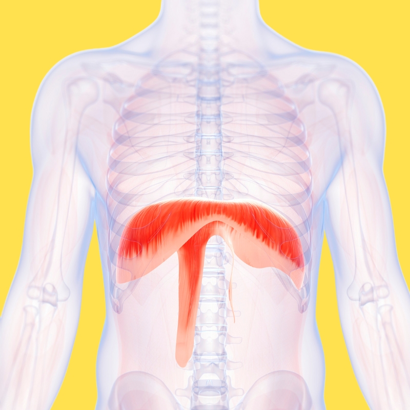 diaphragm muscle anatomy diagram
