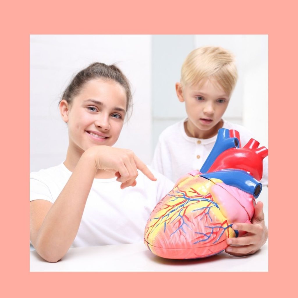 fun facts about the human heart