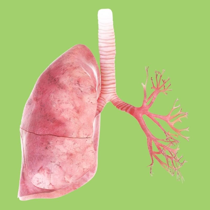 10 Fun Facts About the Human Lungs