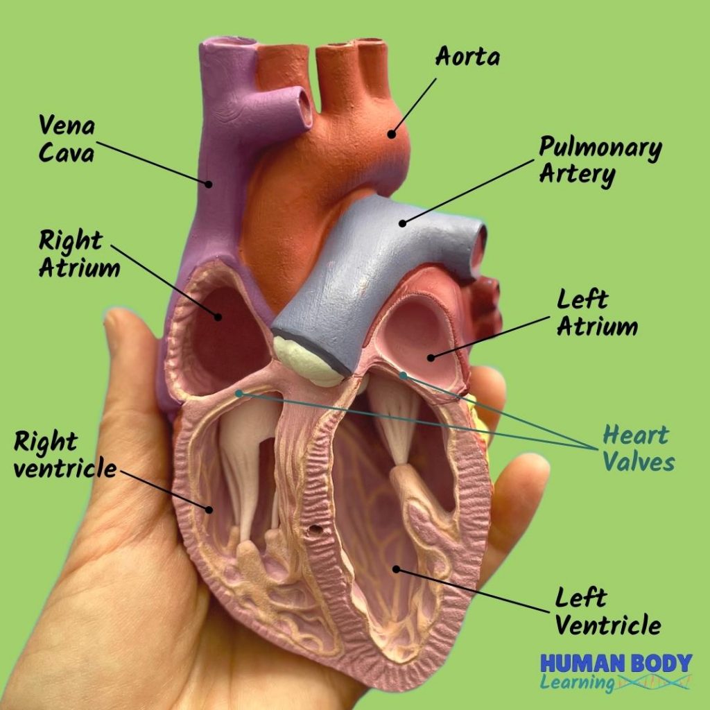 heart anatomy - labeled diagram of the right atrium, left atrium, right ventricle, left ventricle, valves