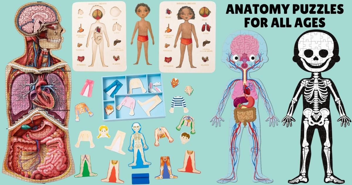 human body puzzles for kids and adults of all ages