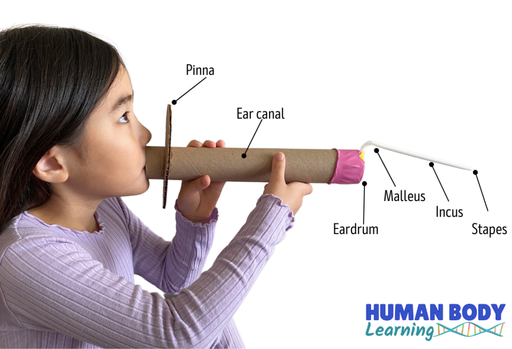 human ear anatomy model activity for kids