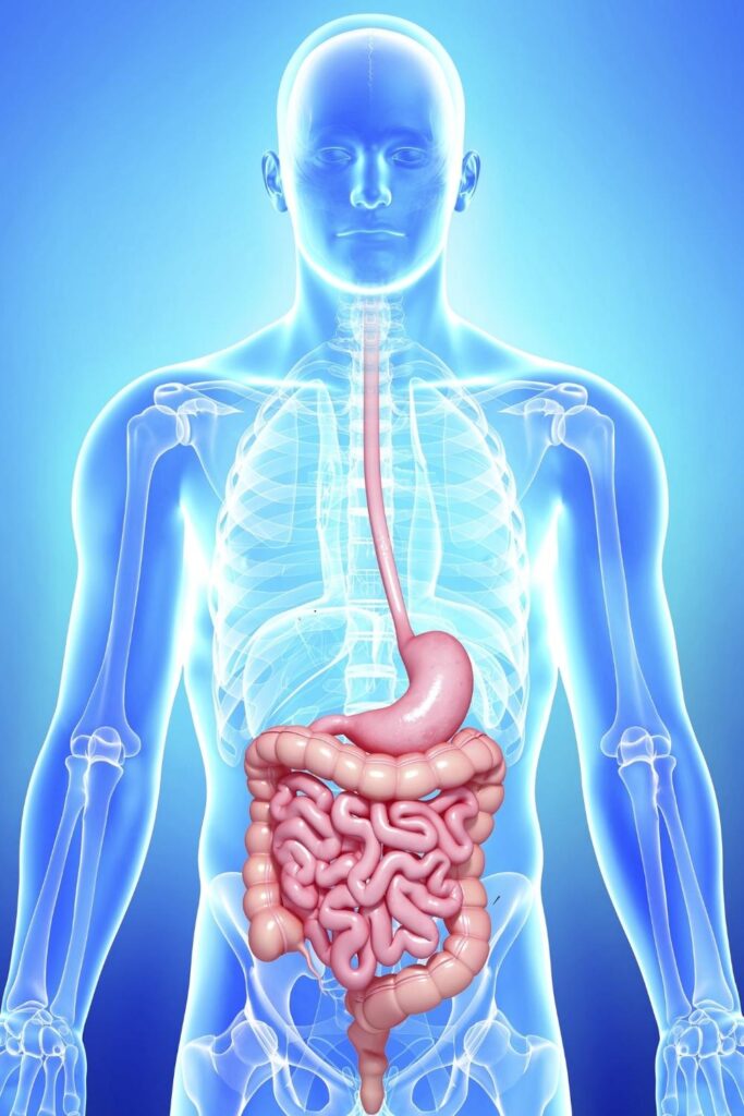 human gastrointestinal tract - where food goes after you eat