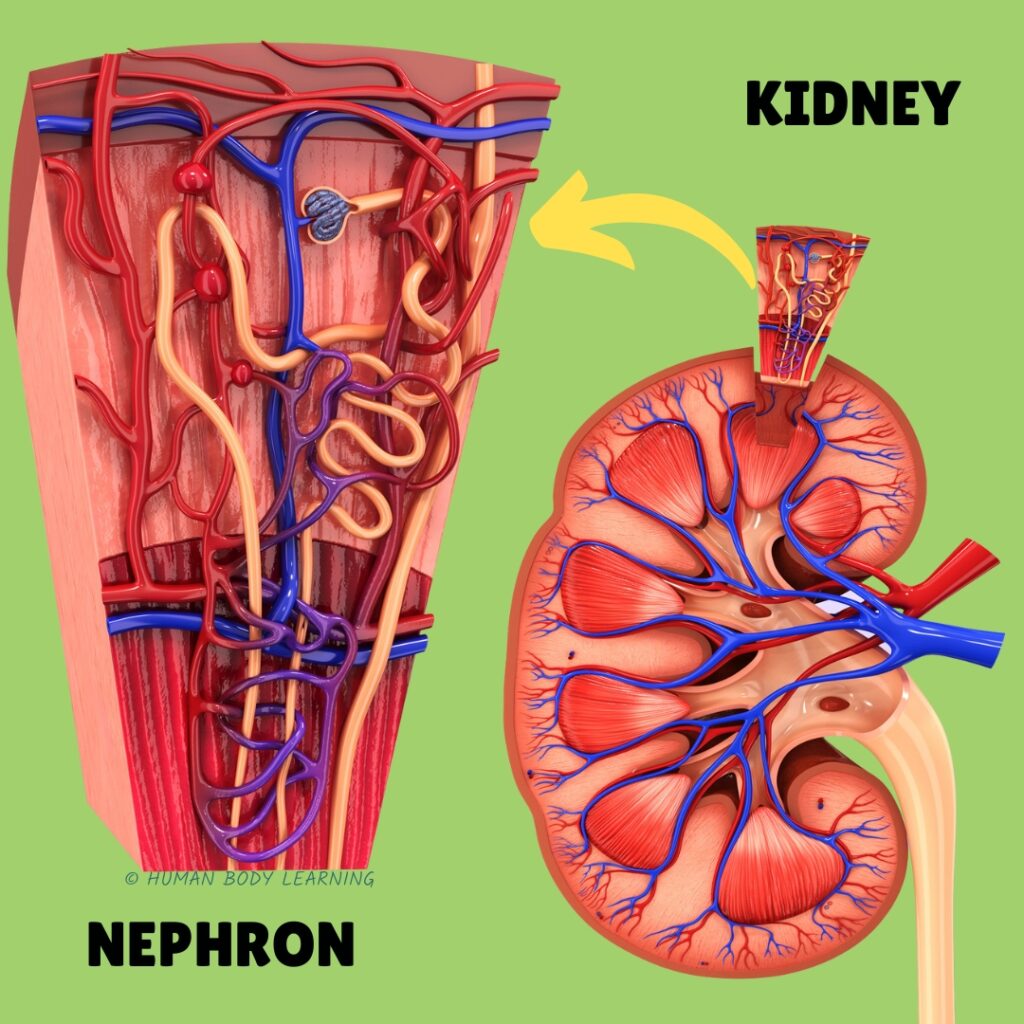 where your body makes pee: kidney nephron anatomy diagram - labeled
