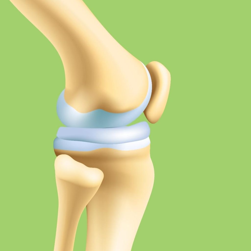 knee joint cartilage