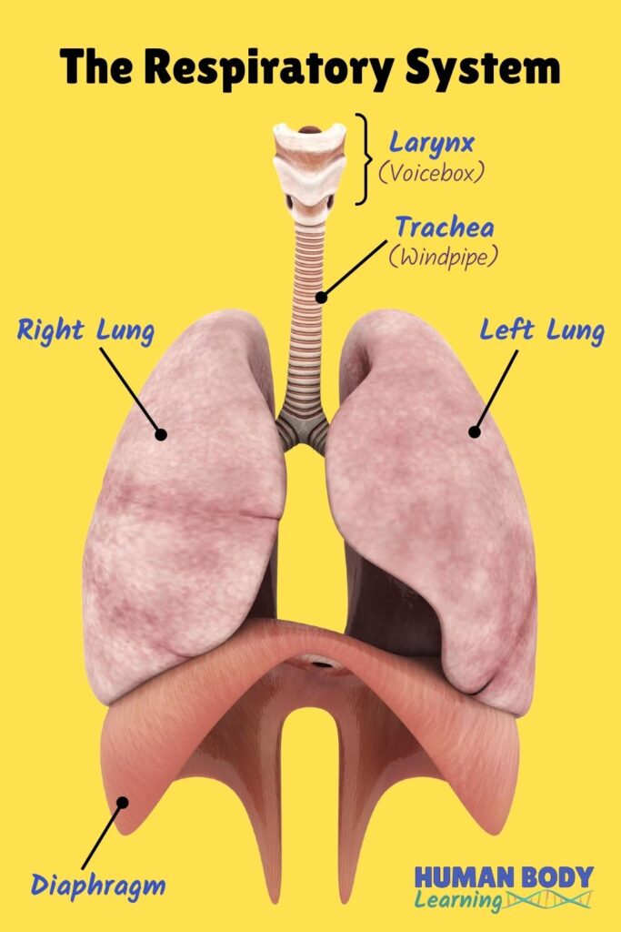 Fun facts about the lungs: the right is better than the left, and the diaphragm muscle helps the lungs breathe.