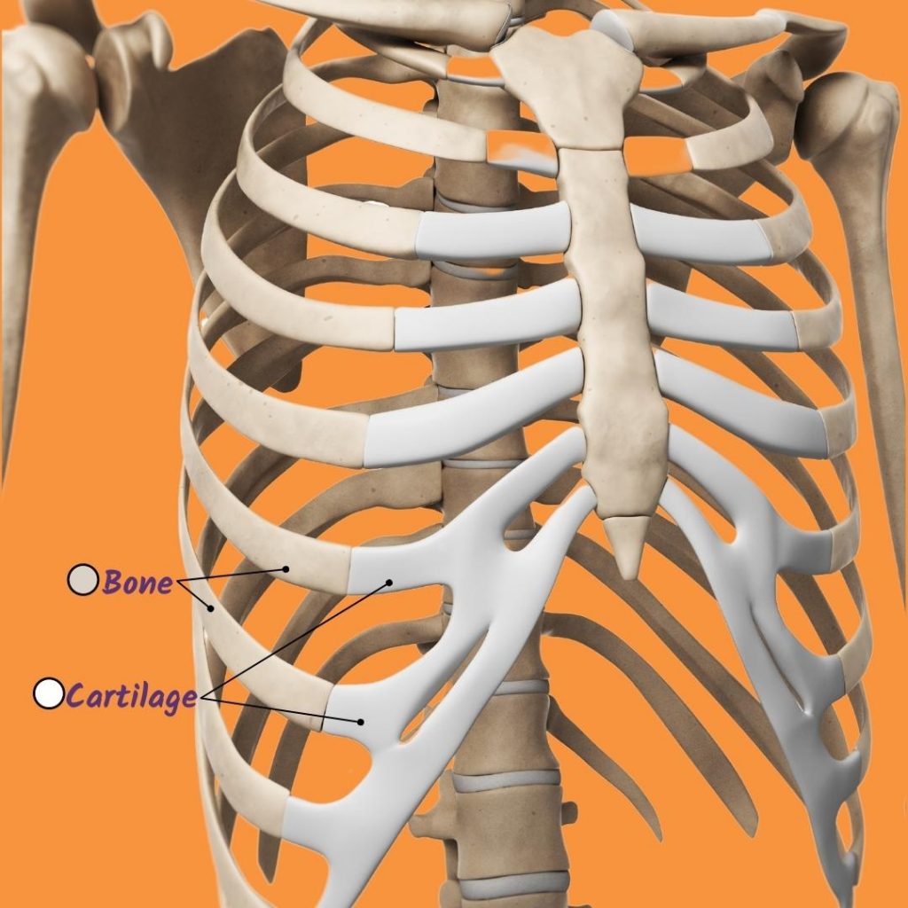 rib cage skeleton anatomy photo