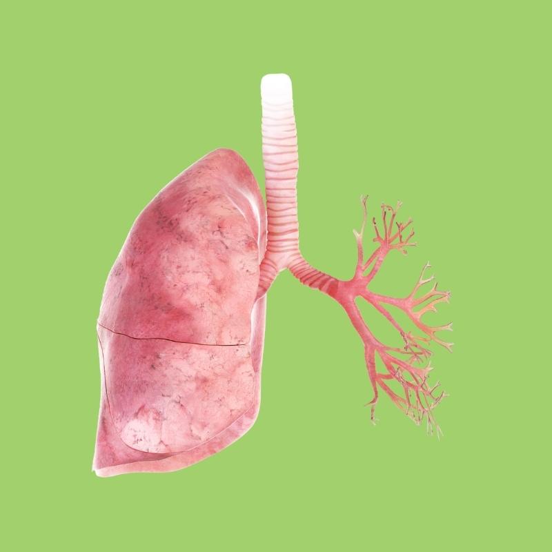 Fun fact: you can live with only one lung!