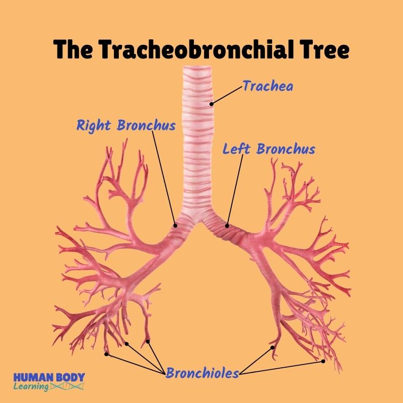 tracheobronchial tree trachea bronchi bronchioles