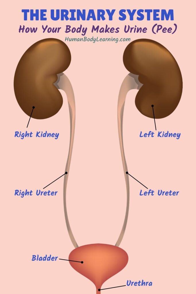 How you make pee: urinary system anatomy diagram with labels