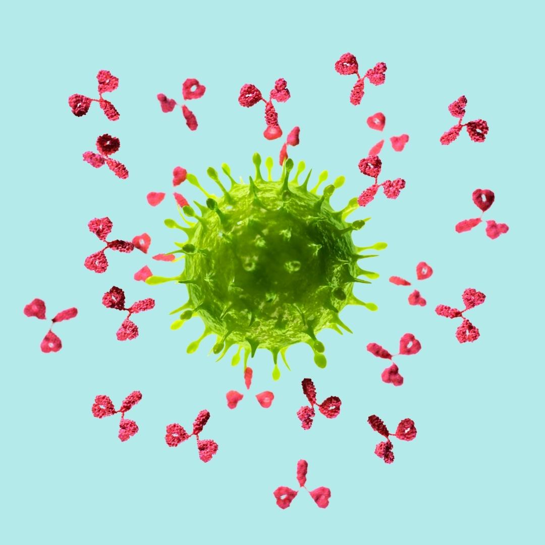 Immune System - antibodies attacking virus