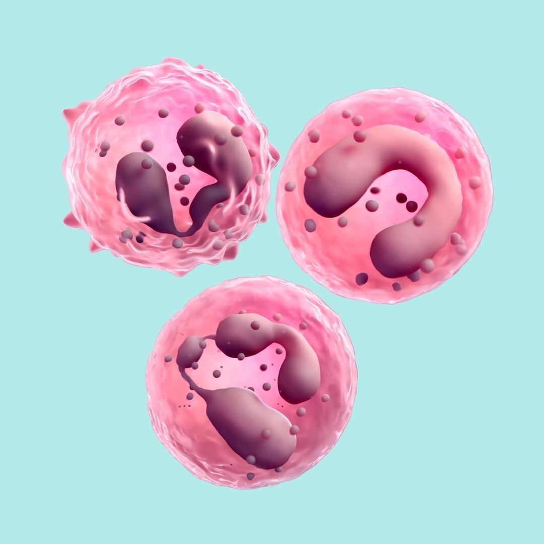 Immune System - White blood cells (neutrophil, monocyte, eosinophil)
