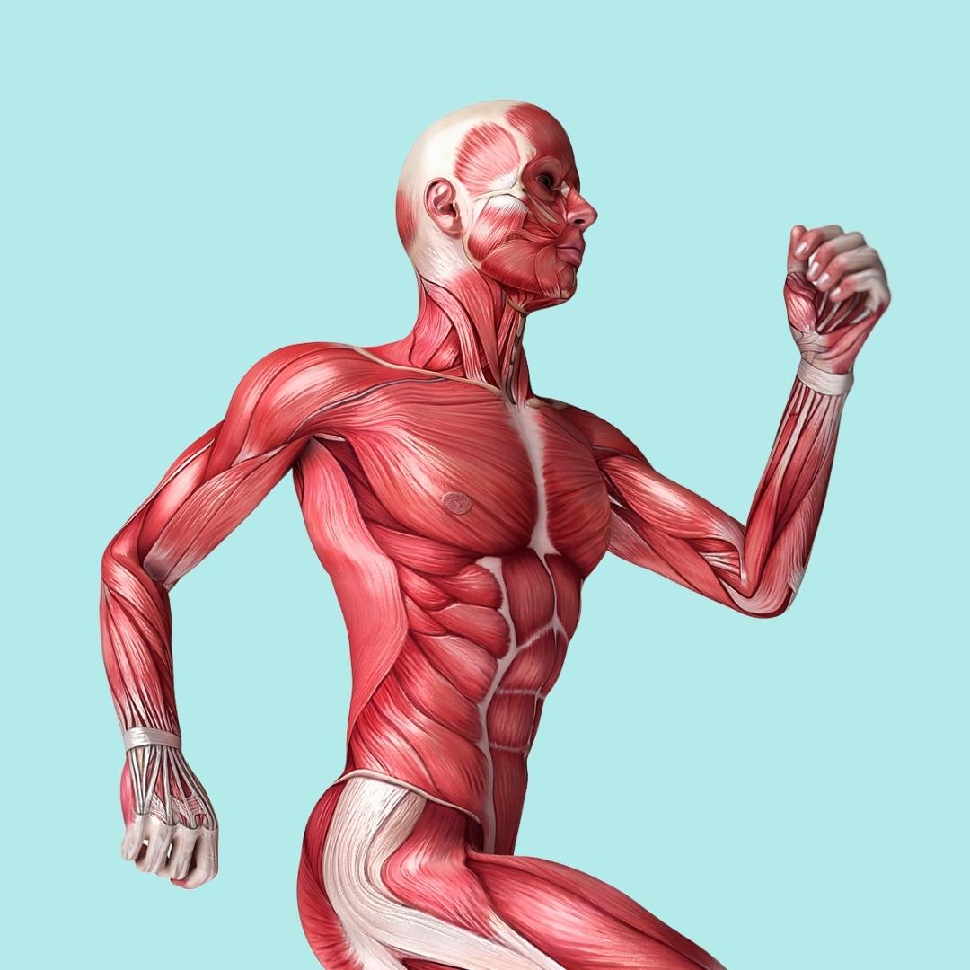 Muscular System Anatomy for Kids